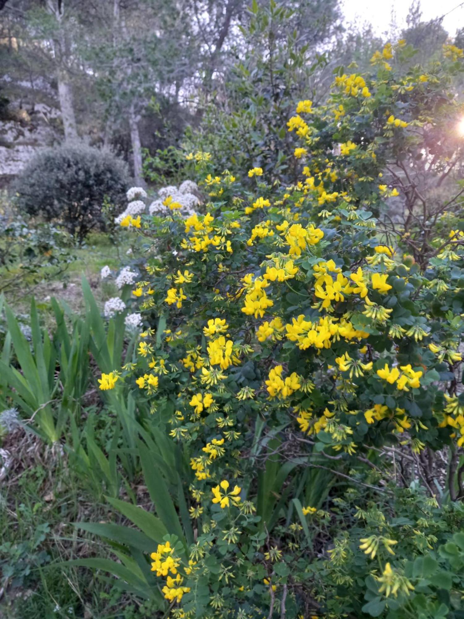 La Roulotte Du Petit Paradis Saint-Rémy-de-Provence Екстериор снимка